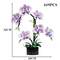 Orquídea Phalaenopsis · Escolhe o teu Modelo