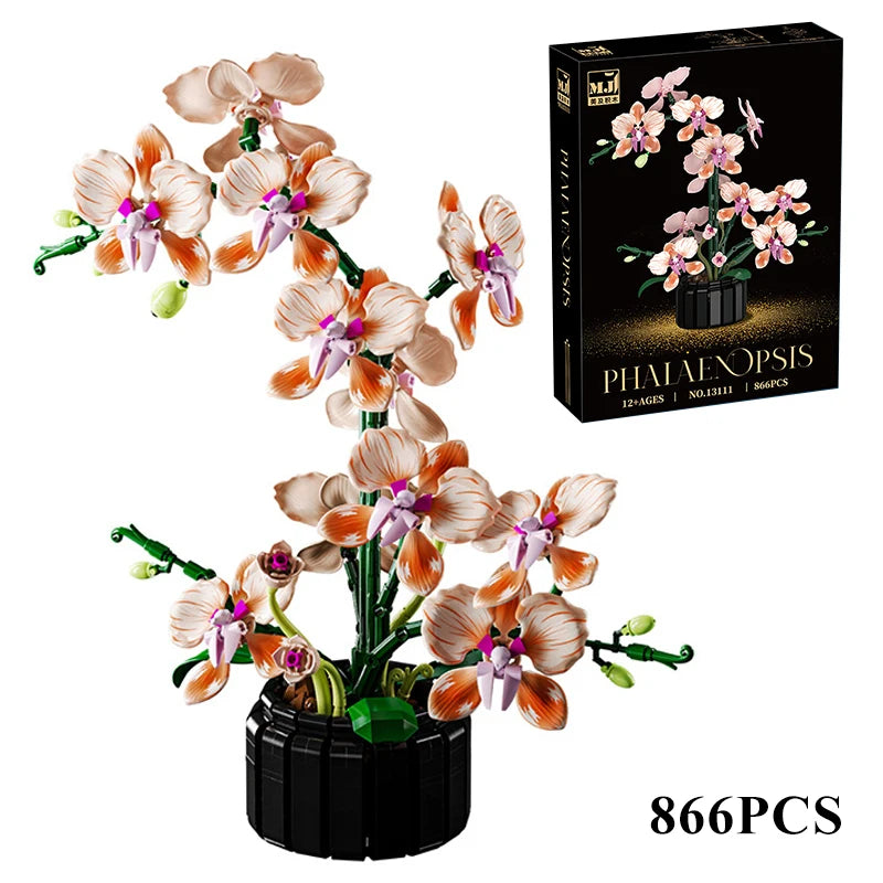 Orquídea Phalaenopsis · Escolhe o teu Modelo
