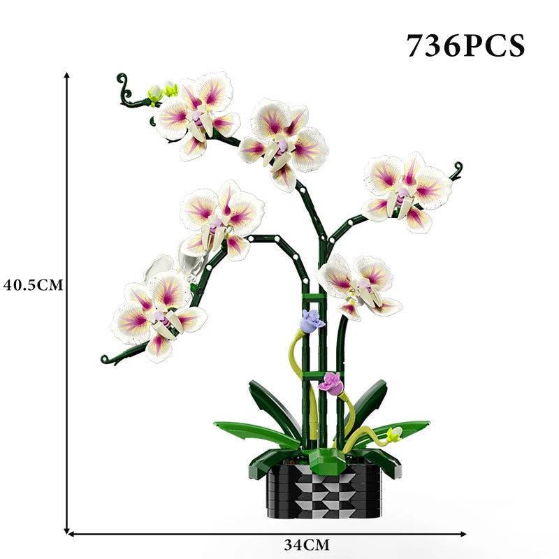 Orquídea Phalaenopsis · Elige tu Modelo