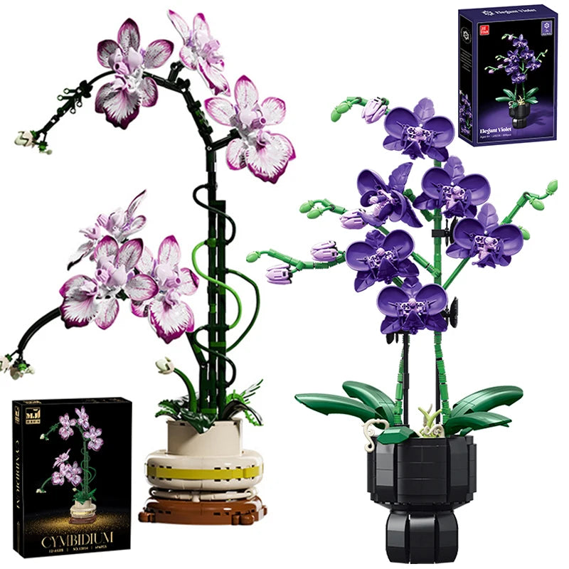 Orquídea Phalaenopsis · Escolhe o teu Modelo