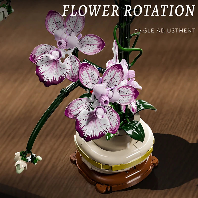 Orquídea Phalaenopsis · Escolhe o teu Modelo
