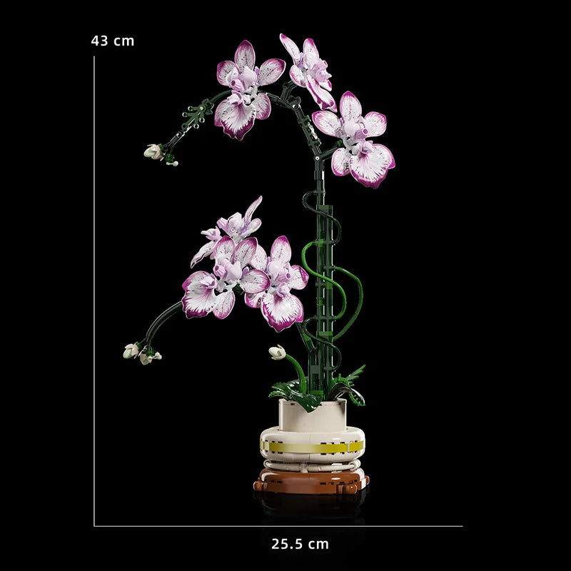 Orquídea Phalaenopsis · Escolhe o teu Modelo